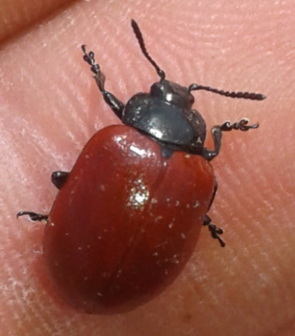 Chrysomelidae: Chrysomela populi